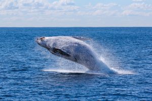 You can also go whale watching in Dana Point.